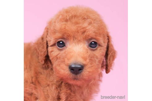 成約済の東京都のトイプードル-202134